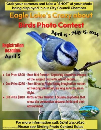 Birds Photo Contest