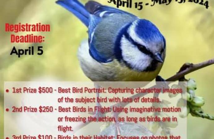 Birds Photo Contest