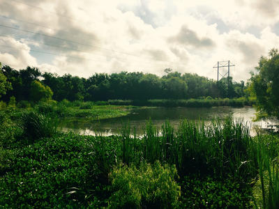 View of the Lake